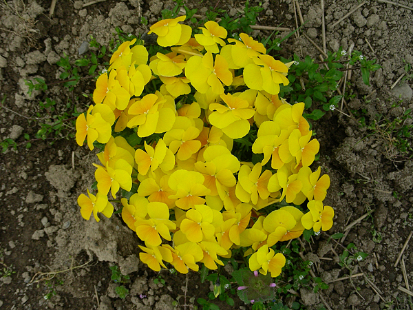 pansy in flower